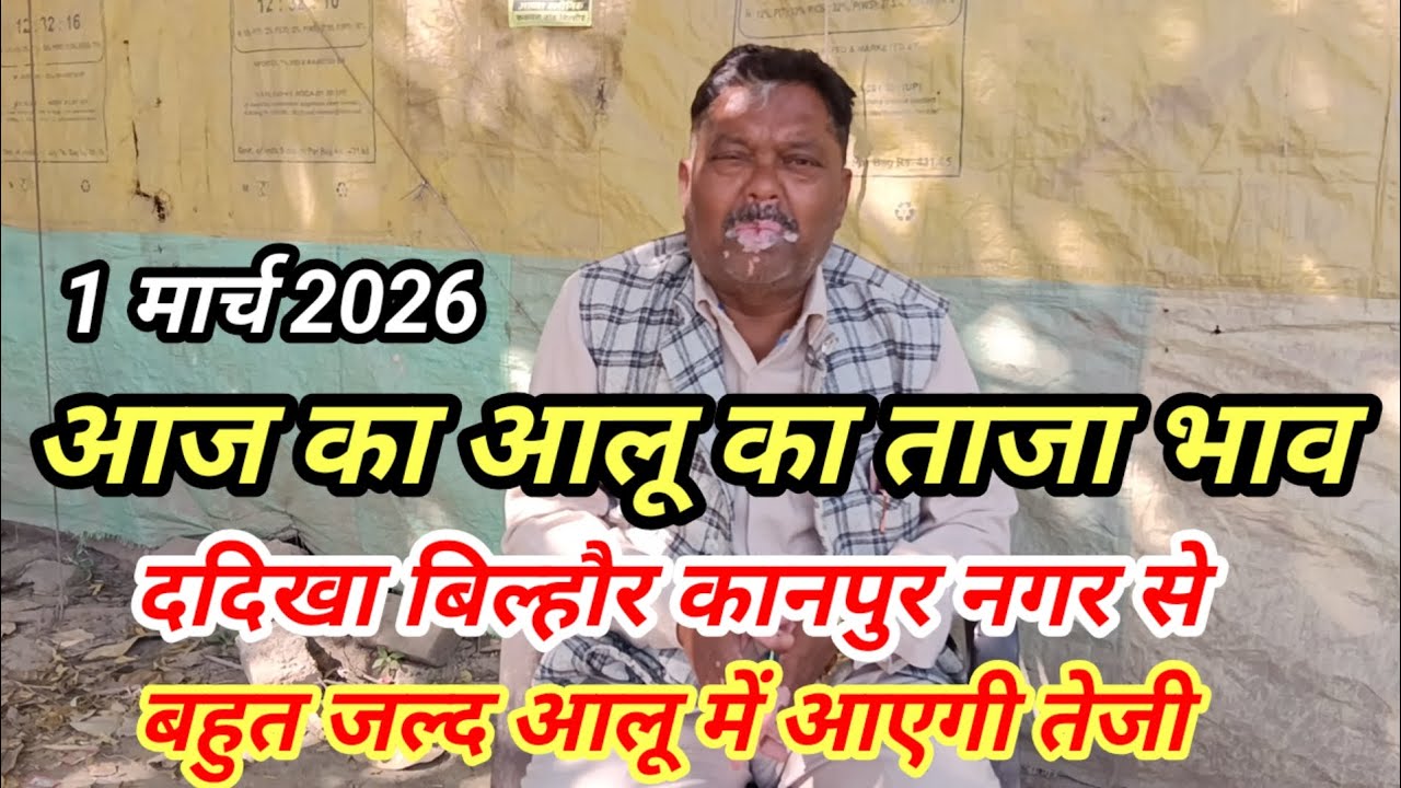 आज का आलू का ताजा भाव ददिखा बिल्हौर कानपुर नगर से