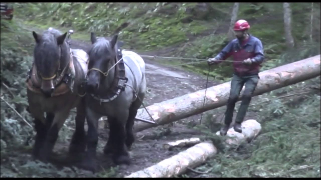 Débardage cheval