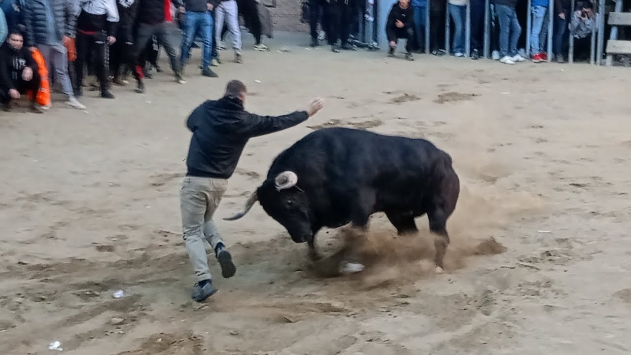 Festejos Taurinos en Castellnovo 2025-3 Toros Cerriles: Román Sorando/El Peralejo, Penya Míl Duros.