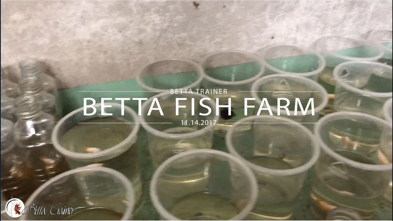 Betta Fish Farm_Betta Trainer_Đi Mua Cá ở BETTA COFFY