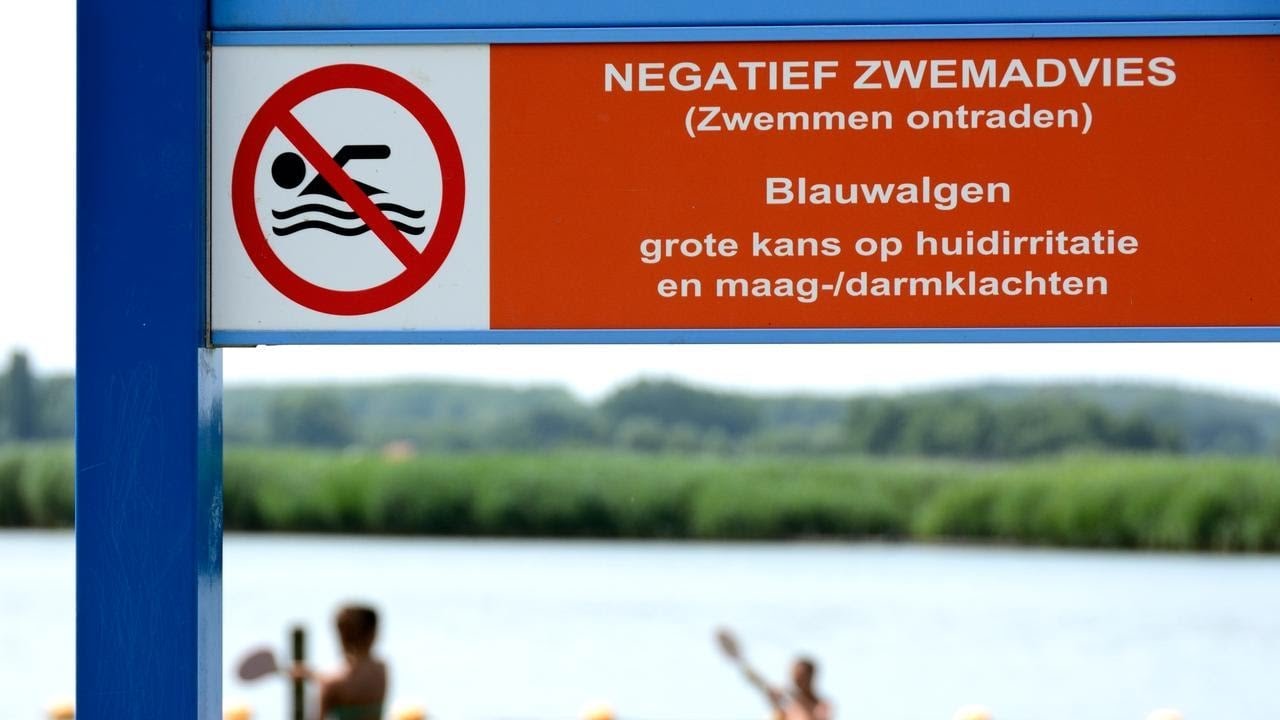 Paterswoldsemeer en blauwalg