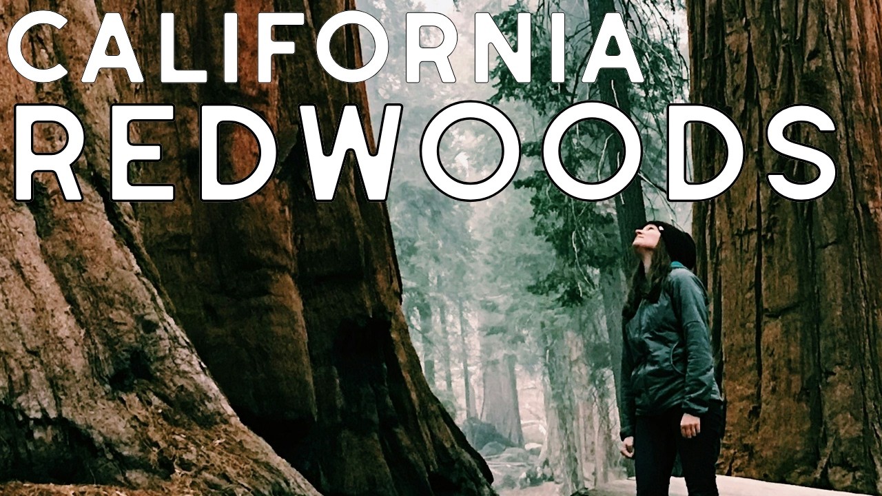 Our GOATed Method For Enjoying The Redwood National Park