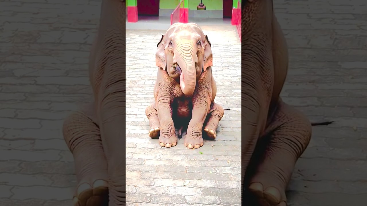 Hathi ke pas punkh he nhi hai 🤯ICC Women's T20 World Cup 2026 | #comedy #funny #shorts #ytshorts