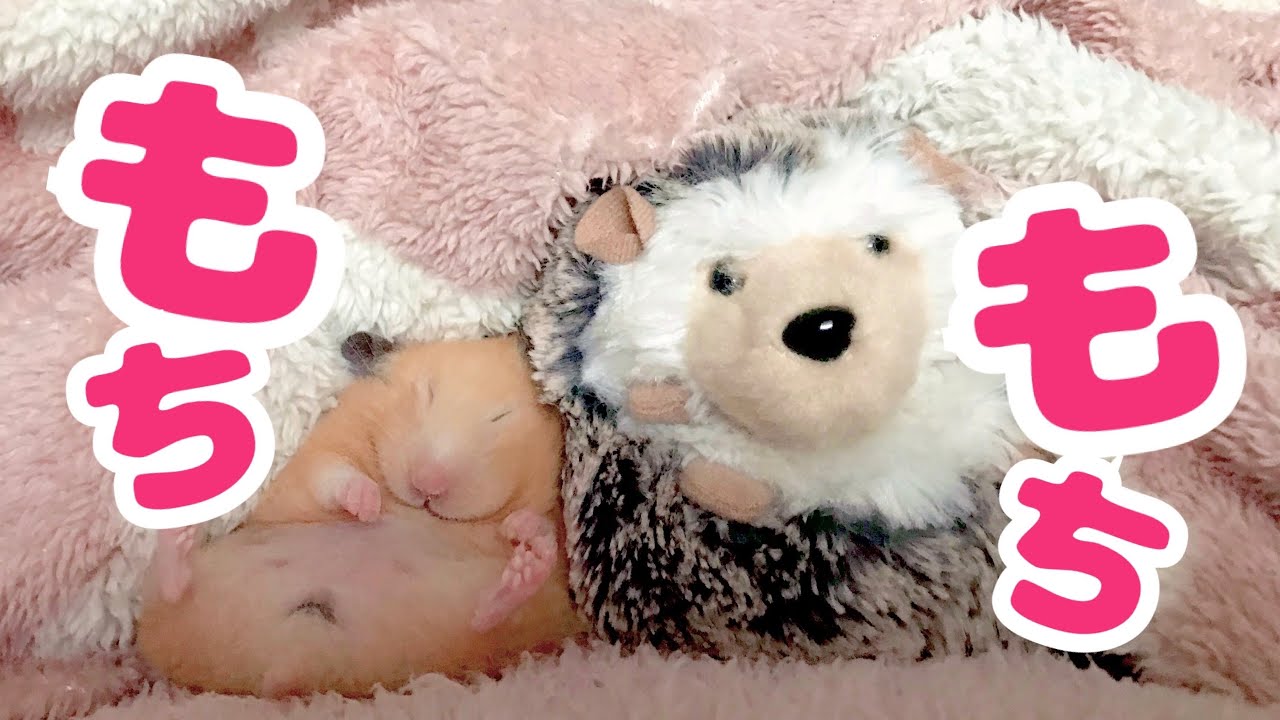 キンクマハムスターの女の子