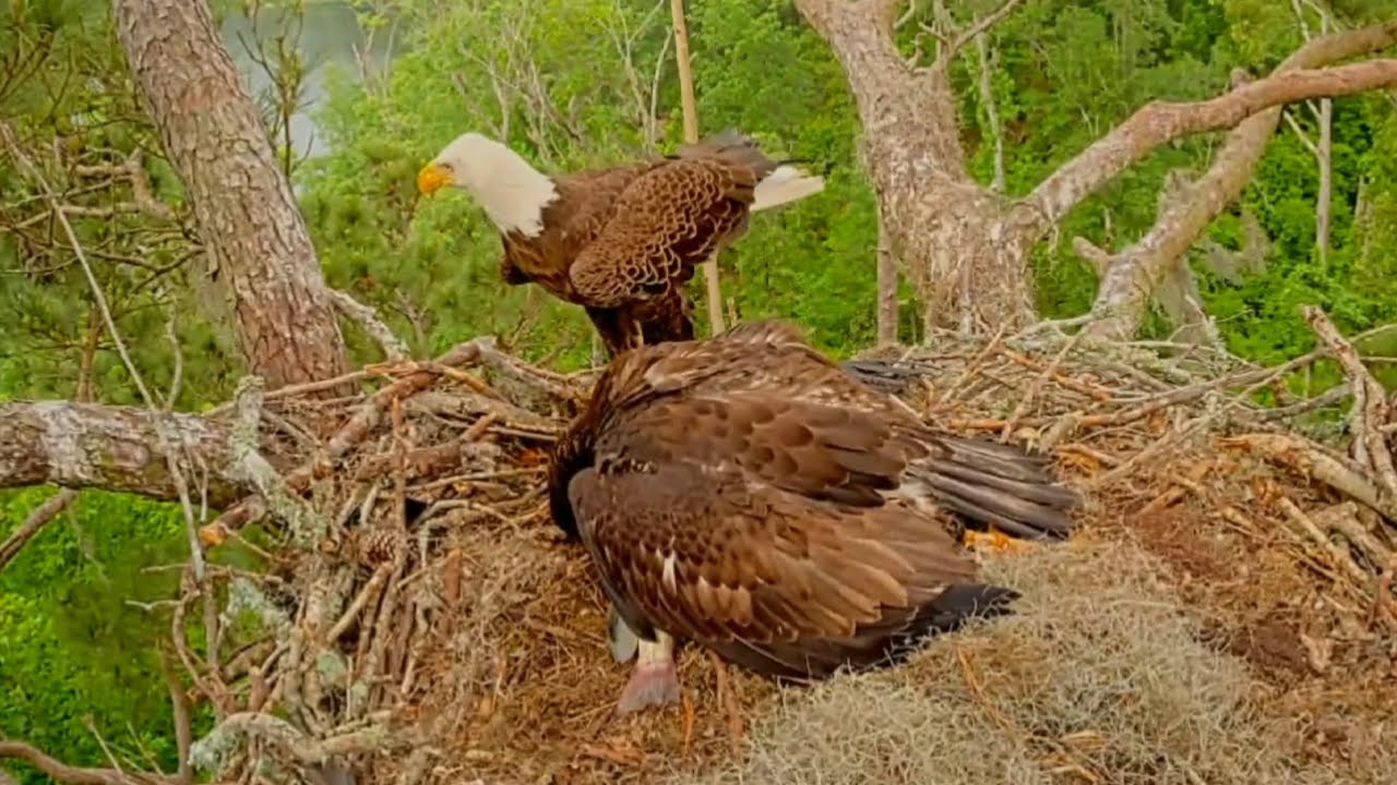 Alex II in with a fish, E3-O3 into nest with great mantle | Kisatchie National Forest | Apr 22, 2025