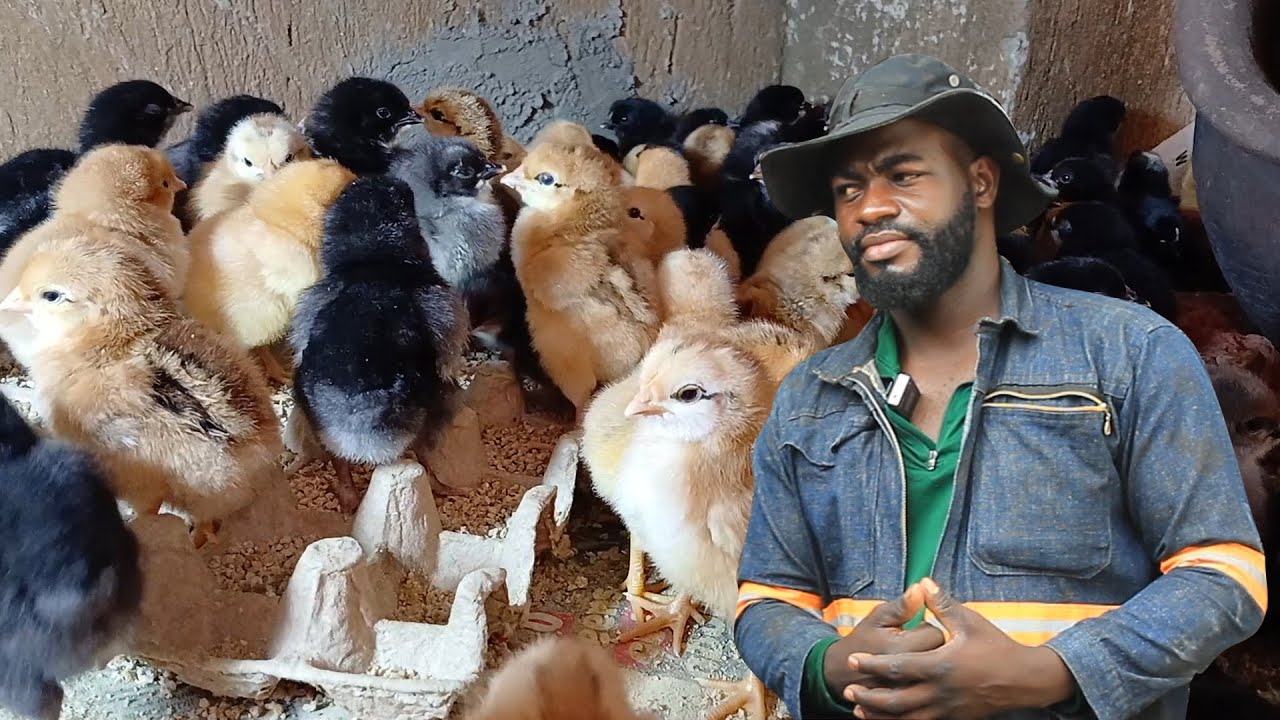 Yiga Okulunda Enkoko Enganda ne Mwaami Kiyingi