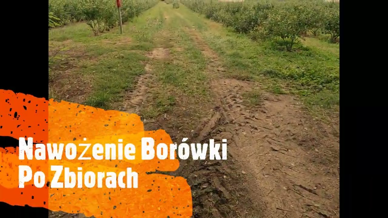 Nawożenie Borówki Po Zbiorach, Jesienne Nawożenie Borówki, Dawki Nawozu, #BorówkaPolska