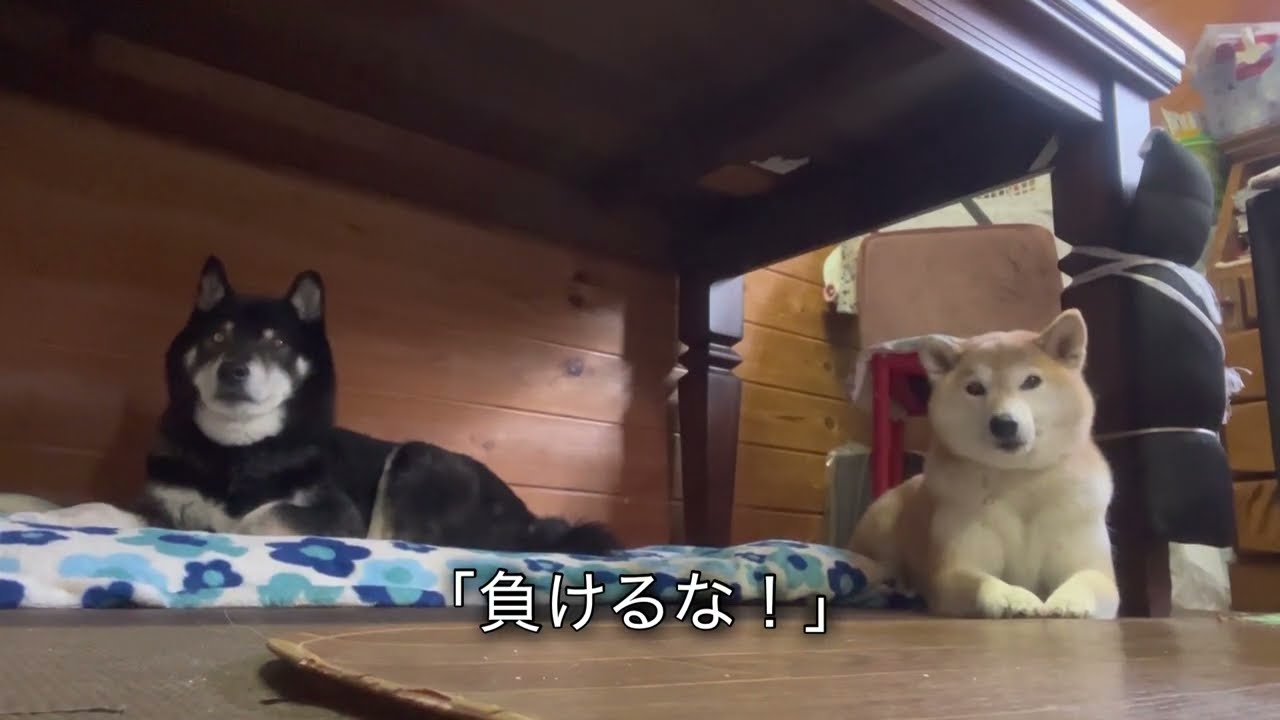  【みんな、負けるな！と、熱い母ちゃんと、まったり柴ズ】@shiba5548 