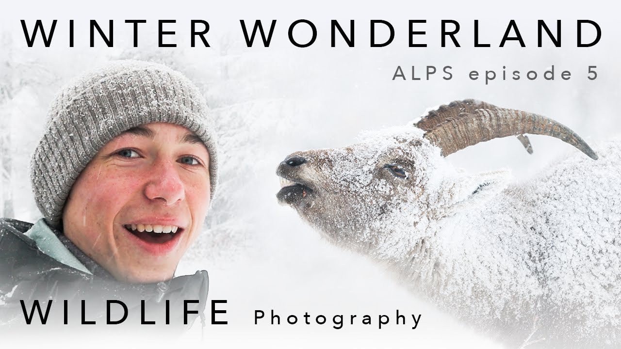 Wildlife Photography in Winter Wonderland ⎸ ALPS - ep. 5
