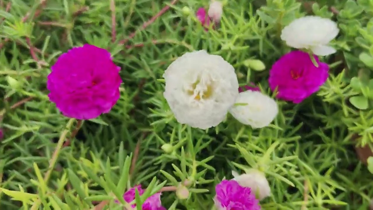 So many flowers in portulaca /moss rose plant in my terrace garden#gardening #flowers