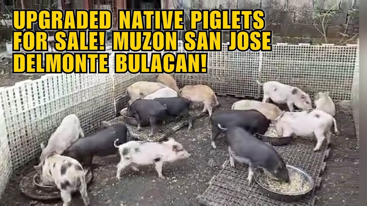 UPGRADED NATIVE PIGLETS FOR SALE! MUZON SAN JOSE DELMONTE BULACAN!