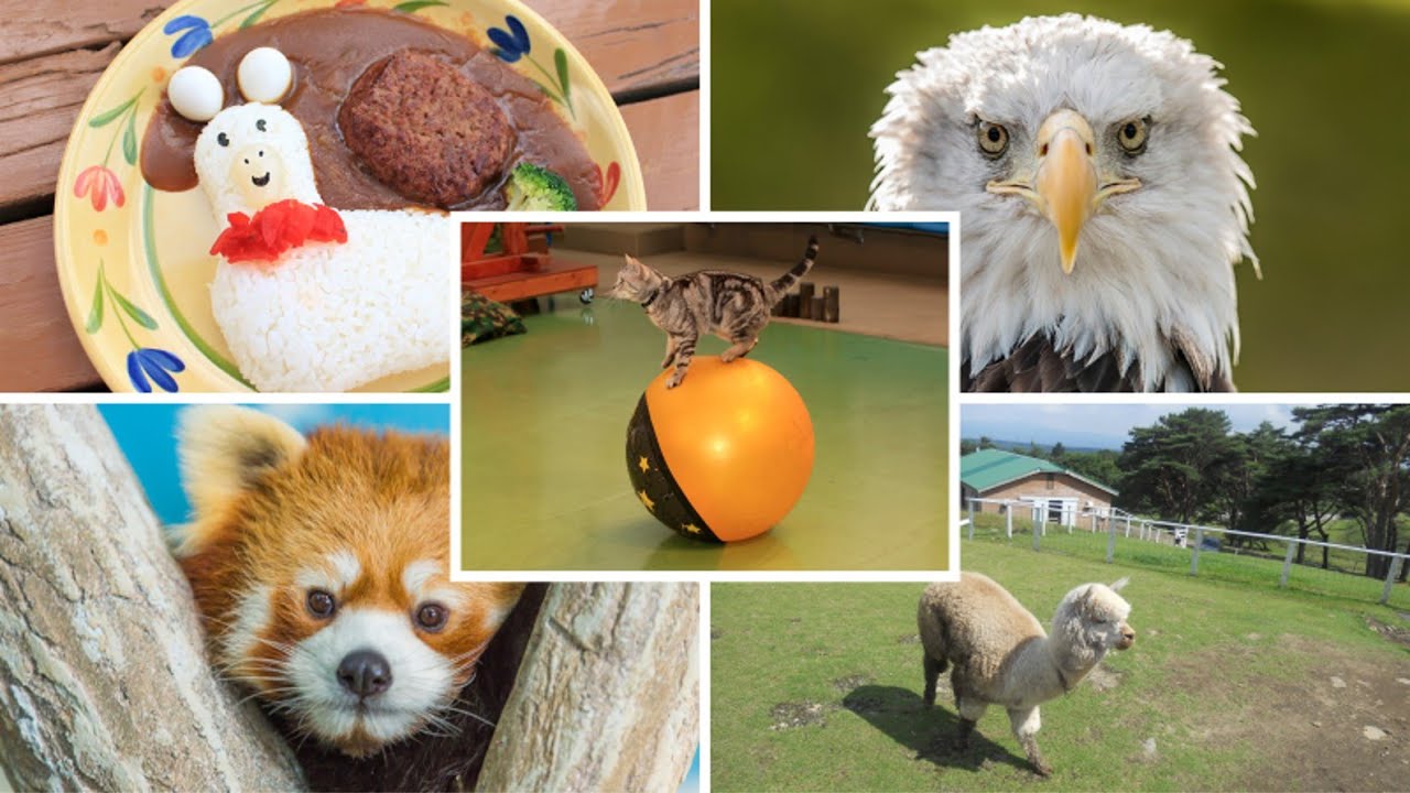 Nasu Animal Kingdom - Fun family destination!!