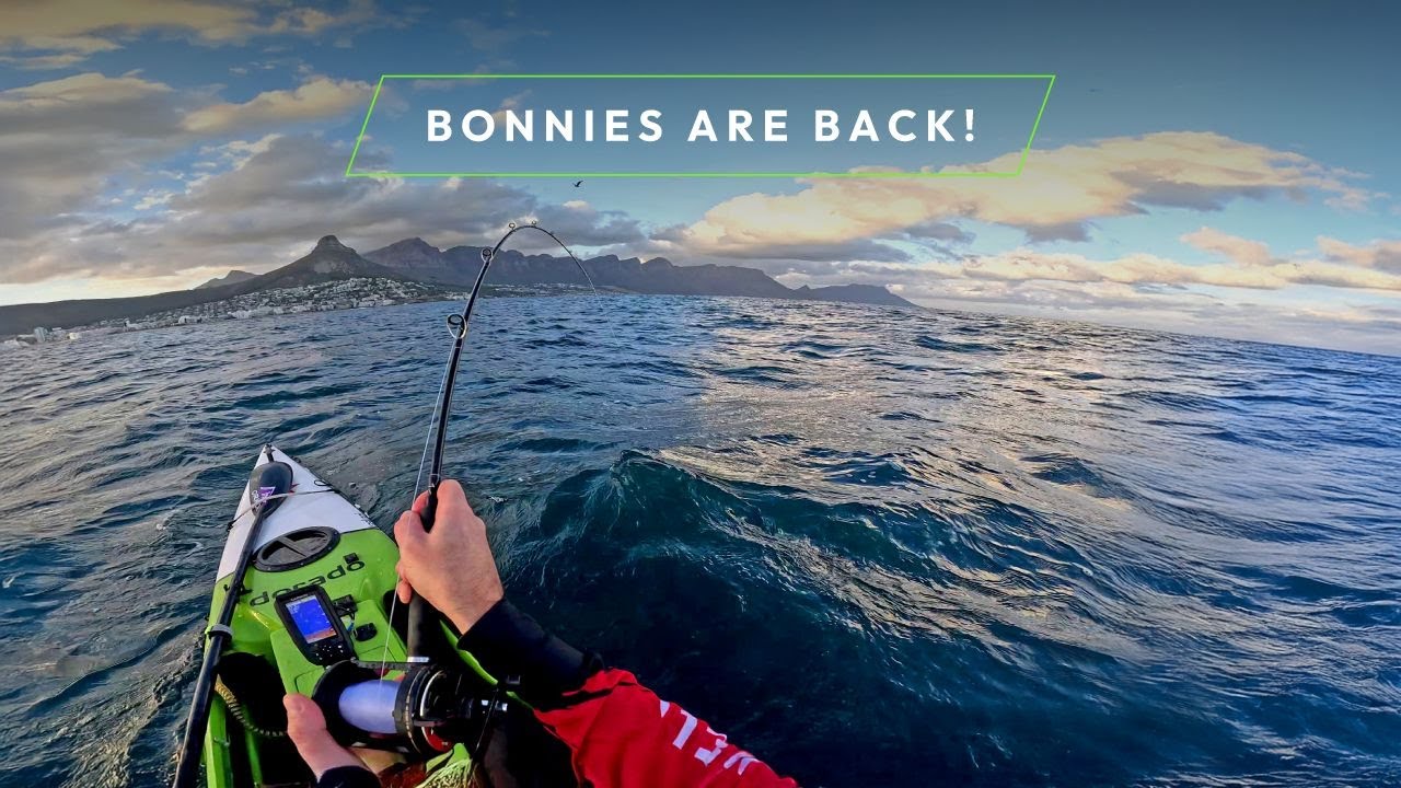 Bonito Season Kicks Off at 3 Anchor Bay