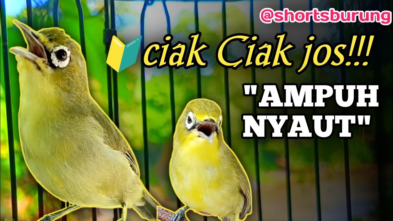 MASTERAN KECIAL KUNING LOMBA SUARA CIAK CIAK JOSS || TERAPI KECIAL KUNING MALAS BUNYI