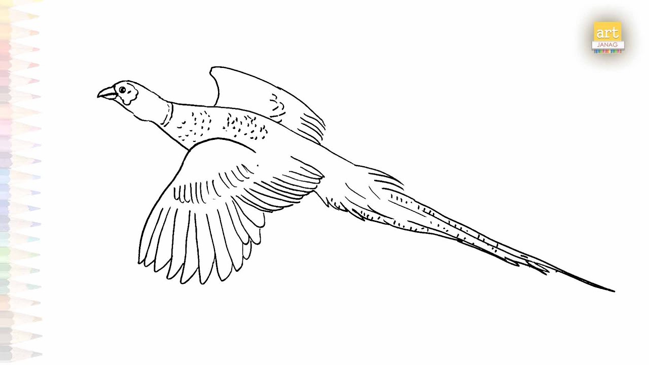 Pheasant flying drawing sketches | Bird drawing sketches | How to draw A Pheasant step by step
