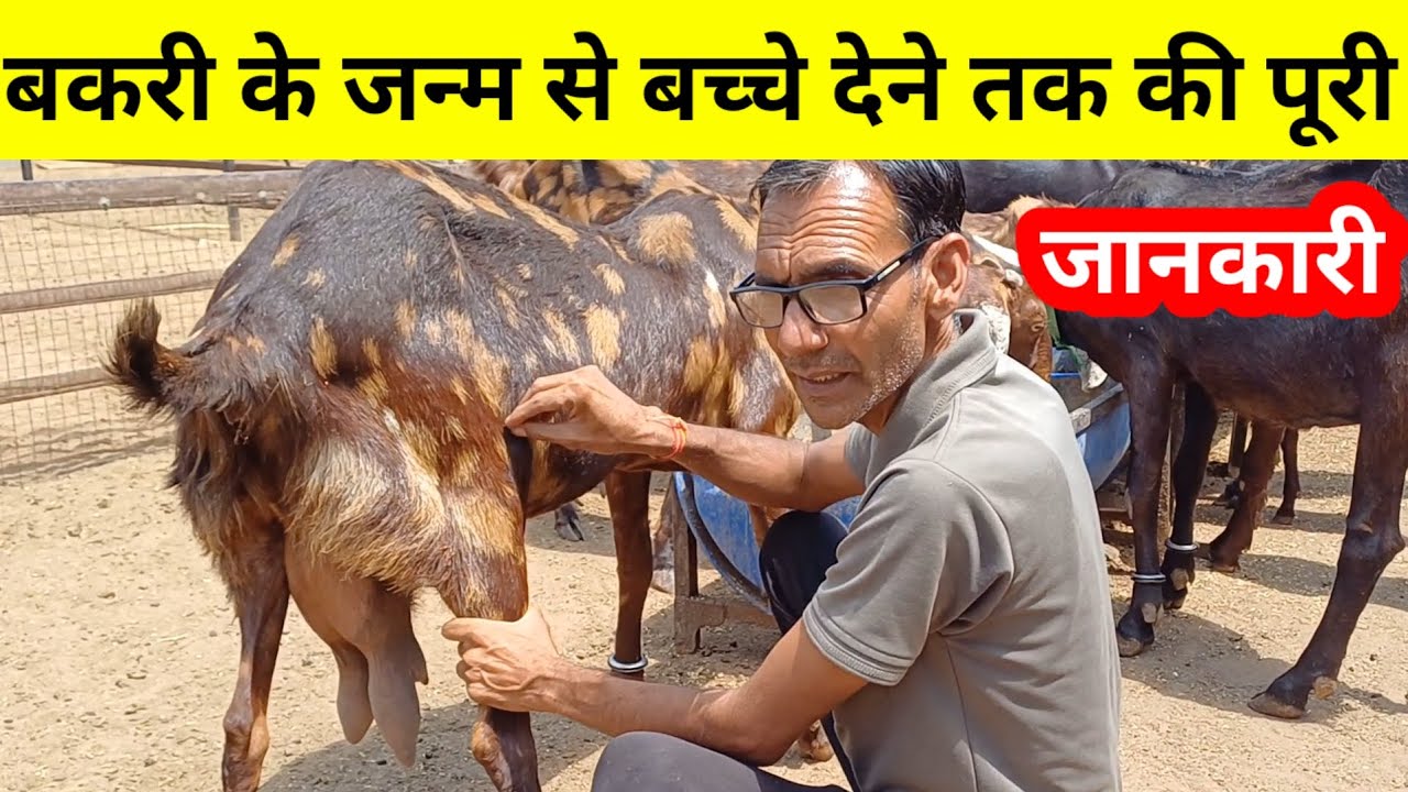 बकरी के जन्म से बच्चे देने तक की पूरी जानकारी