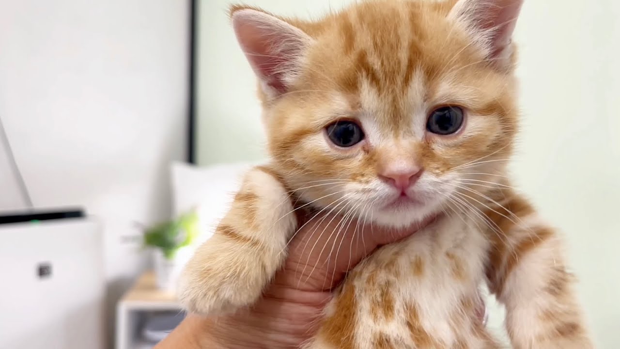 祝！遂に性別発表ーーー！！ #子猫