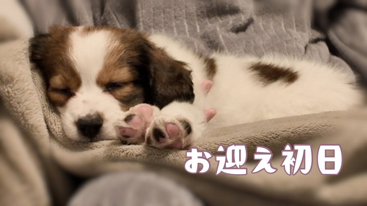 【お迎え初日】コーイケルホンディエの子犬が我が家にやってきた！