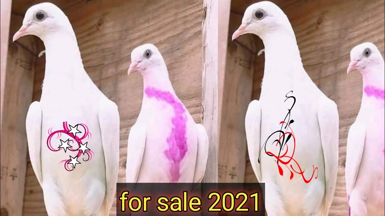 Low flyer baby pigeon | for sale sale 03157082491√[faisalabad pigeon]