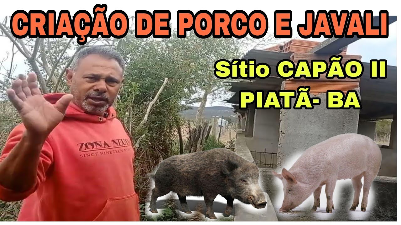 Porco e Javali Qual a Diferença? 🐗 🐷 Venha conhecer a criação no sítio Capão II - Piatã BA