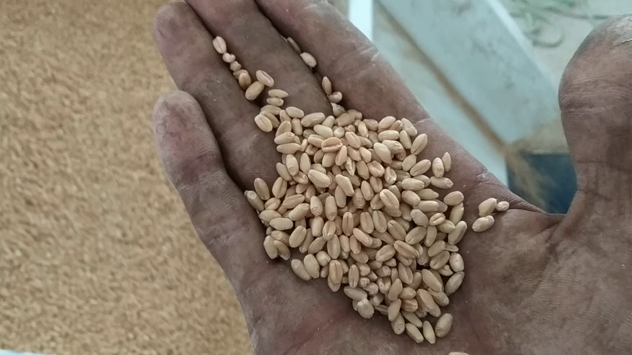 Automatic Atta Plant. Express Agro Engineering. At. Rajkot (Gujarat)  cell: 91 9825329235