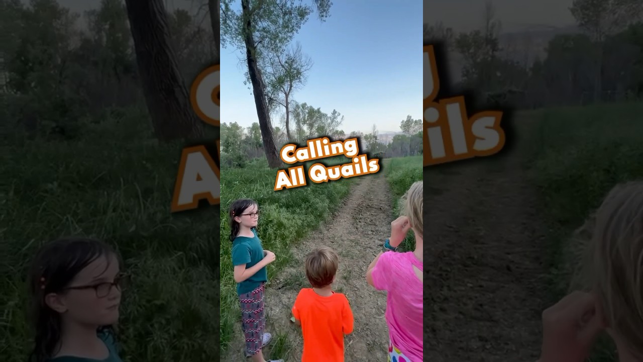 CALLING All Quails! #Shorts