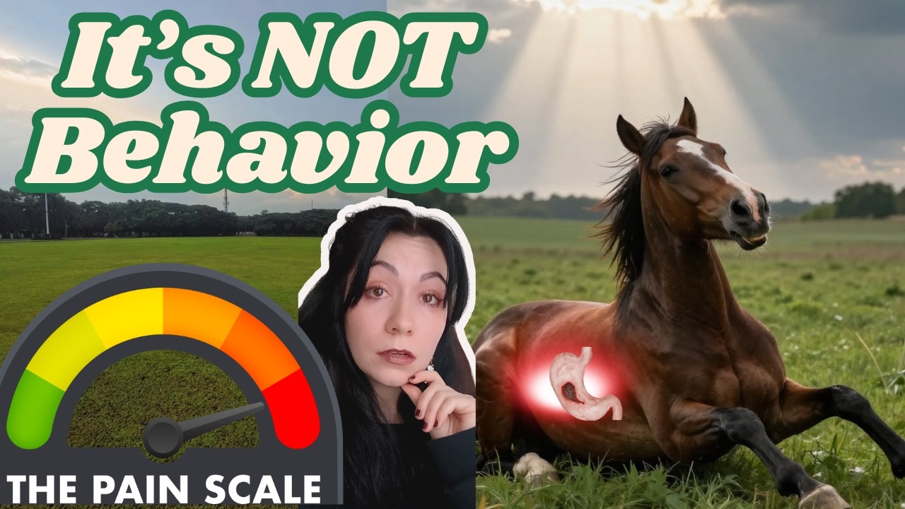 Your Horse Might Have Ulcers-Even If They Look Fine