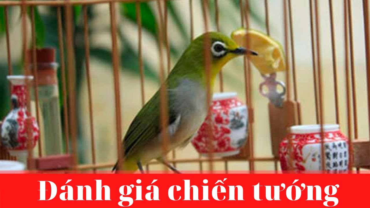 3 tiêu chí bạn sở hữu chiến tướng | Chim vành Khuyên | VKĐM