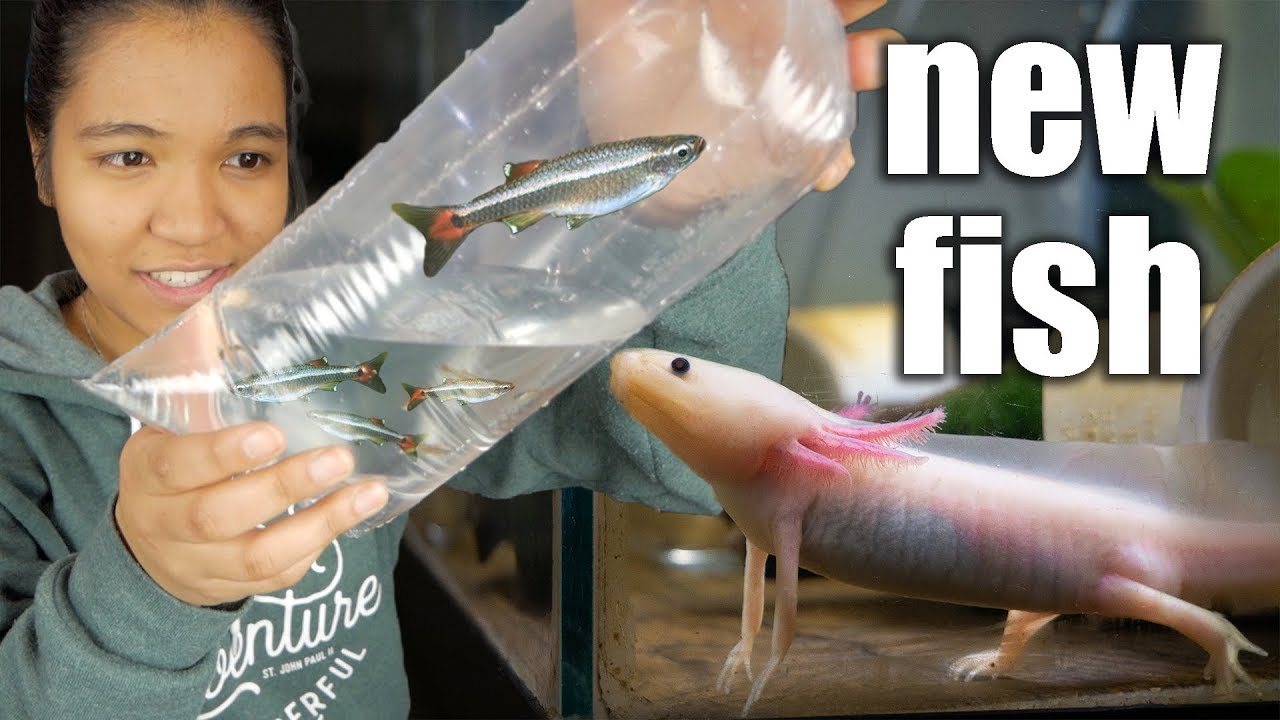 adding FiSH to my AXOLOTL TANK!