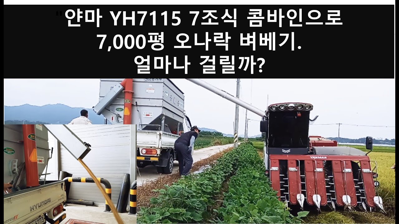 얀마 YH7115 7조식 콤바인으로 7,000평 오나락 벼베기. 얼마나 걸릴까?