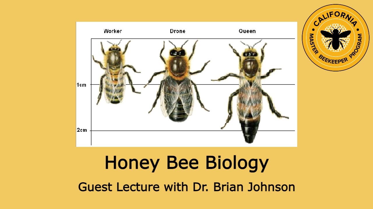 Honey Bee Biology with Dr. Brian Johnson