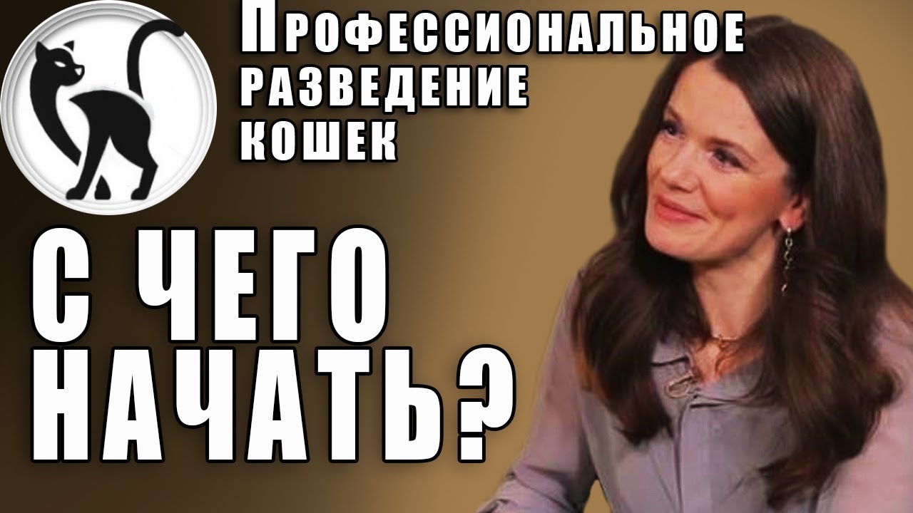 Профессиональное разведение кошек. С чего начать? | Professional cat breeding