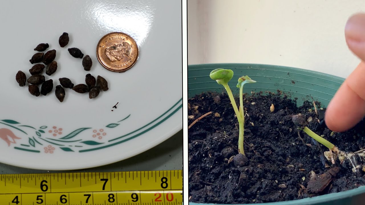 I purchased Jasmine seeds online… Here’s what grew!