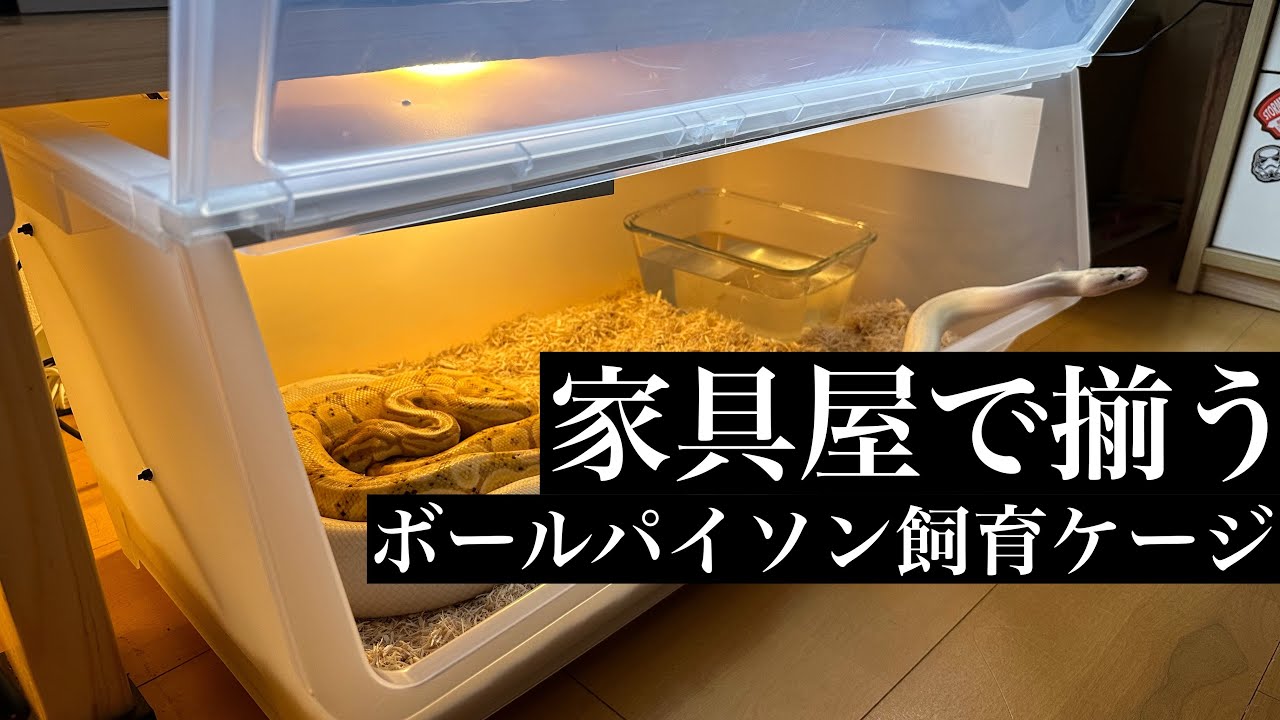 【ボールパイソン】IKEAで蛇のケージを揃える芸人#ボールパイソン#ヘビ#ペット#IKEA