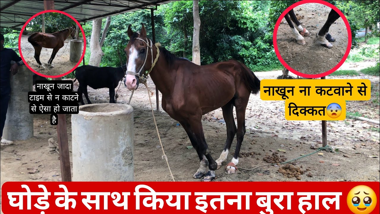 🥹🥹 घोड़े के नाखून नहीं कटवाने से क्या हुआ // आप के घोड़े के साथ ना हो//🥹🥹