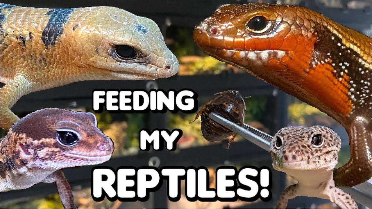 Feeding My Reptiles Dubia Roaches + Pet Updates