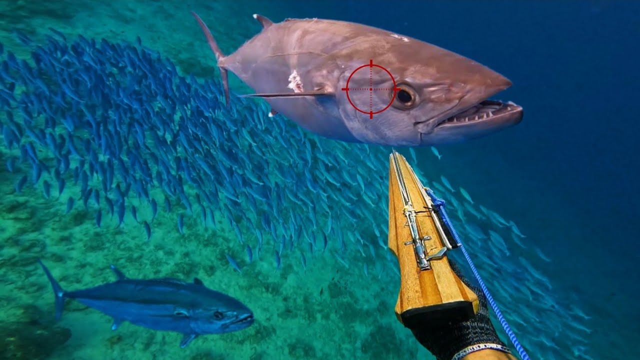 SUMPAH IKAN TUNA INI BESAR SEKALI TAPI SAYANG 