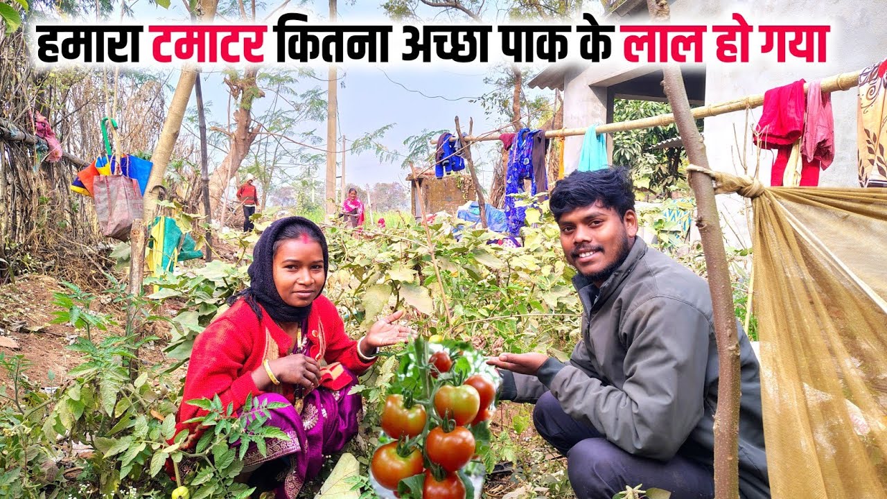 बहुत खुशि हुआ हमारा टमाटर पाक के लाल हो गया 😄 || charu beti vlogs || tomato Fharmaring vl💸vlog 