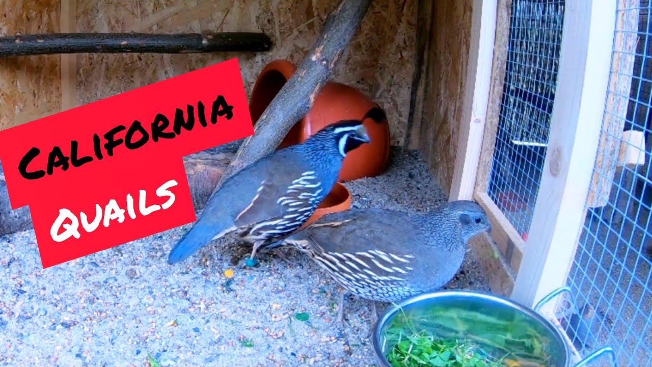 Pereche de Prepelite californiene...California guails