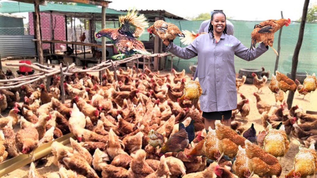 From Being a Nurse to Chicken Princess on the Smallest Space