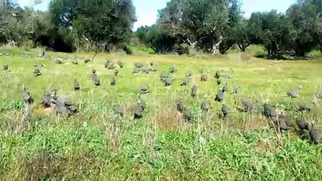 ΦΡΑΓΚΟΚΟΤΕΣ  ΚΑΘ ΟΔΟΝ ΓΙΑ ΕΛΙΕΣ