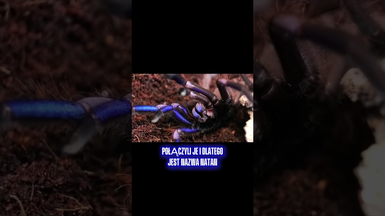 4️⃣ Chilobrachys natanicharum – prawdziwy ELEKTRYCZNY potwór 🔥