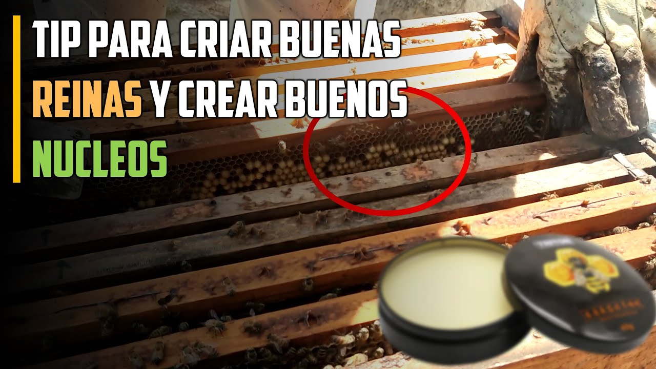 Como Criar buenos Zanganos para FECUNDAR A LAS REINAS ¿Ya lo sabias? | 