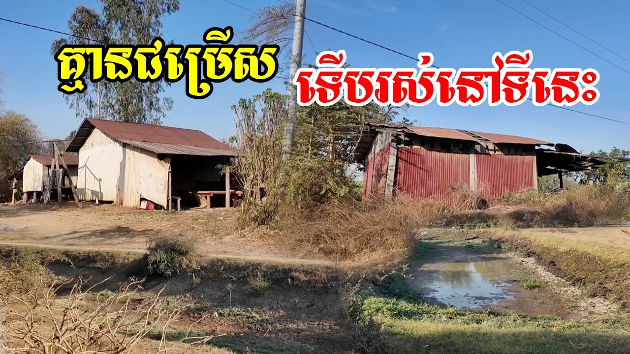 គ្មានជម្រើសមែនទេទើបពួគគាត់មករស់តំបន់ដាច់ស្រយ៉ាលបែបនេះគ្មានទឹកប្រើគ្រប់គ្រាន់គ្មានភ្លើងផ្លូវក៏ពិបាក