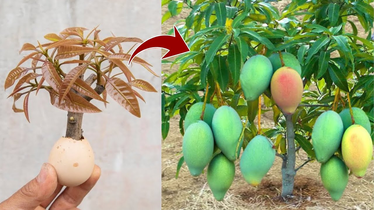 WOW! How To Propagate Mango Trees In Duck Eggs With Fast Results, Everyone Can Not Imagine