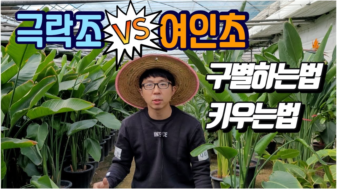 극락조와 여인초 대체 어떻게 구분할까요? 같은식물 아닙니다!