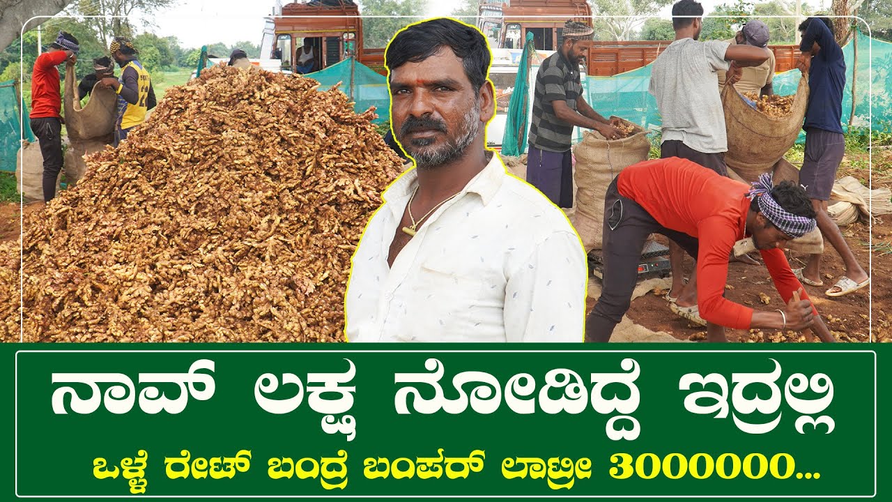 ಶುಂಠಿ ಕೃಷಿ | Ginger Farming  ಬಂಡವಾಳ ತಕ್ಕಂತೆ ಅತ್ಯಧಿಕ ಲಾಭ ನೋಡುವ ಕೃಷಿ ಇದು. @productiondabbi