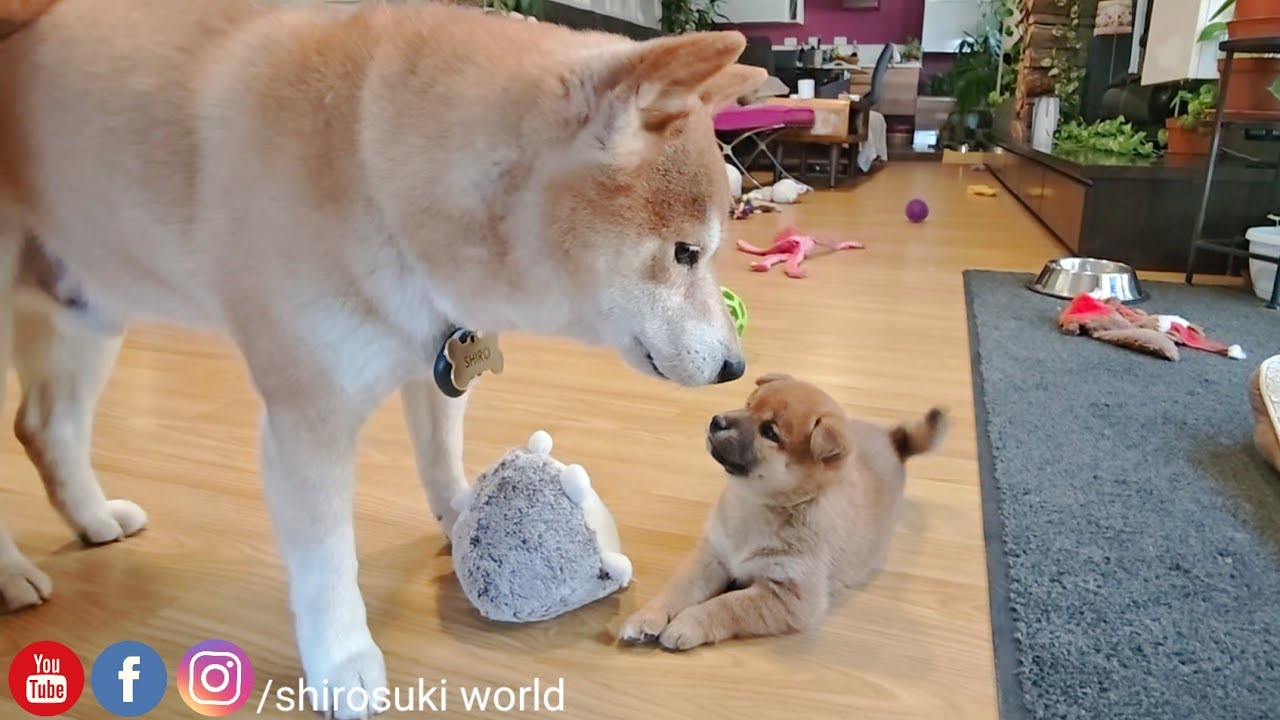 He got unusually curious 👀