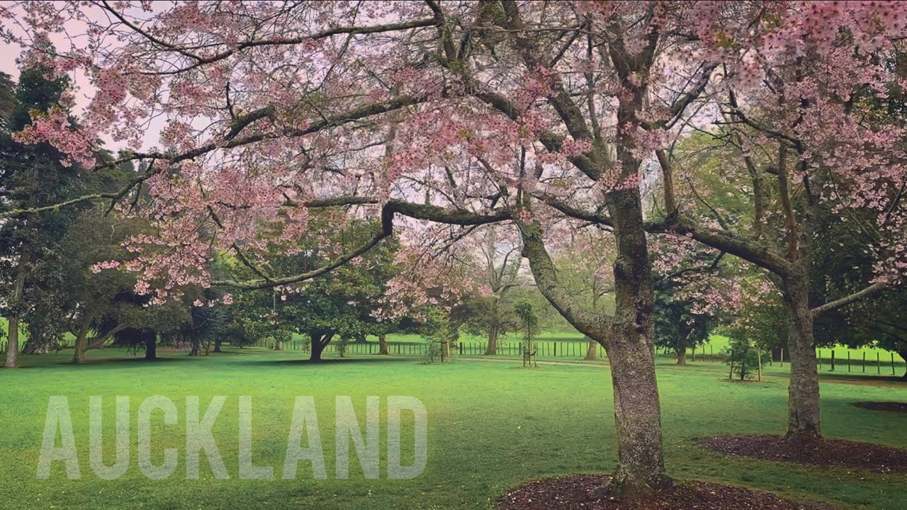 Cherry Blossoms in the Rain | Cha Chaan Teng Brunch & Upscale Grocery Shopping. Auckland Spring Vlog