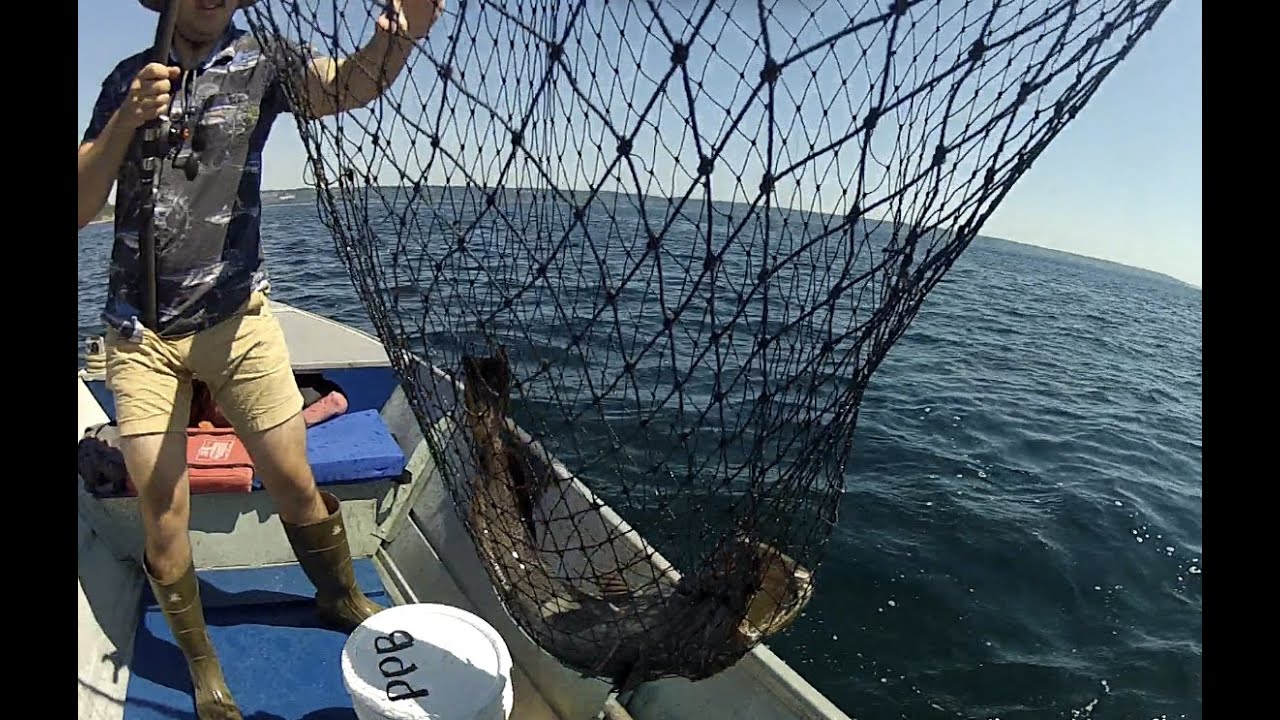 Opening day Lingcod fishing 